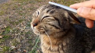公園のキジトラ野良猫をねこじゃすりでナデナデする