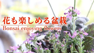 花も楽しめる盆栽 - Bonsai enjoying flowers