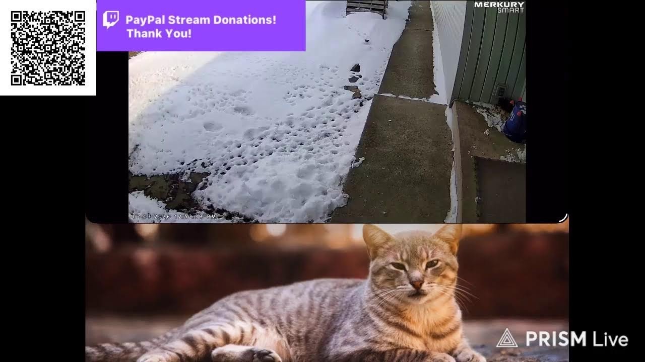 Live streaming of Cats Life! - YouTube