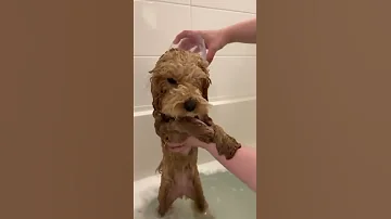 PUPPY BATH TIME SHORTS 