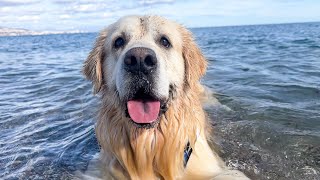 A Golden Retriever and a Puppy have an Amazing Day at the Beach