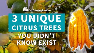 Unique Citrus Trees You Didn't Know Exist