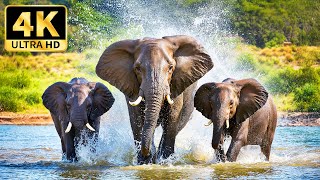 Amazing Scene of Wild Animals In 4K - With Soothing Relaxing Music