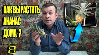 Ананас укоренился! Посадка укорененного ананаса. Экзотика на подоконнике(Мы продолжением цикл серий 