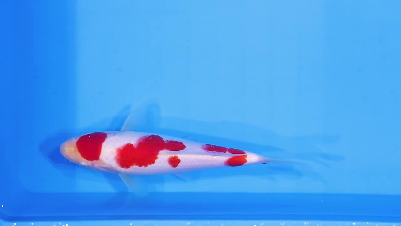 266_Kohaku_Tosai_18㎝ - YouTube