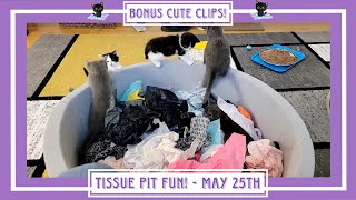Tissue Pit Fun!  May 25th.