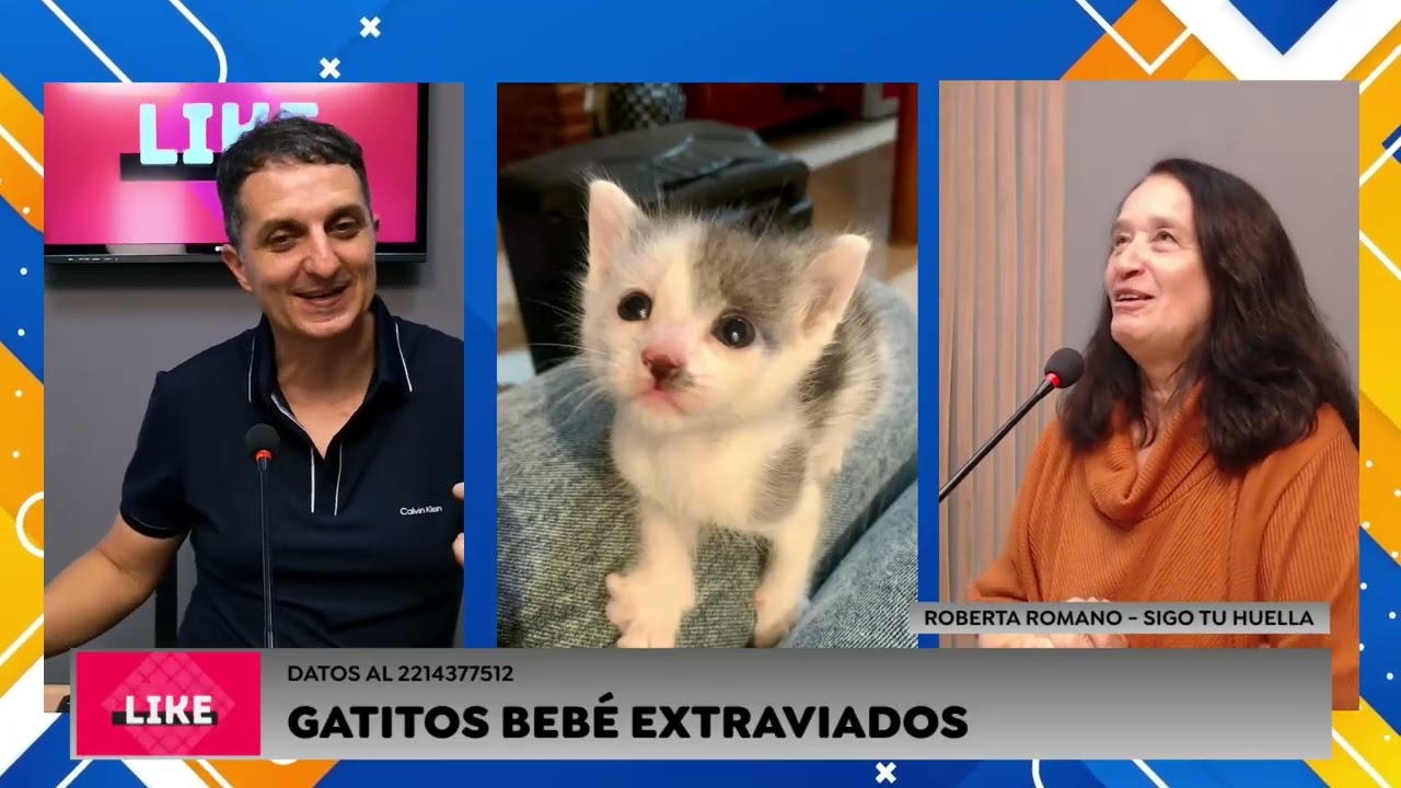 Rescate, adopciones y alertas: El segmento de mascotas de Sigo tu huella en Sicardi TV