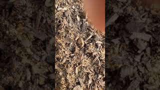 Celebrity Soil Mites part 2 Net Worth
