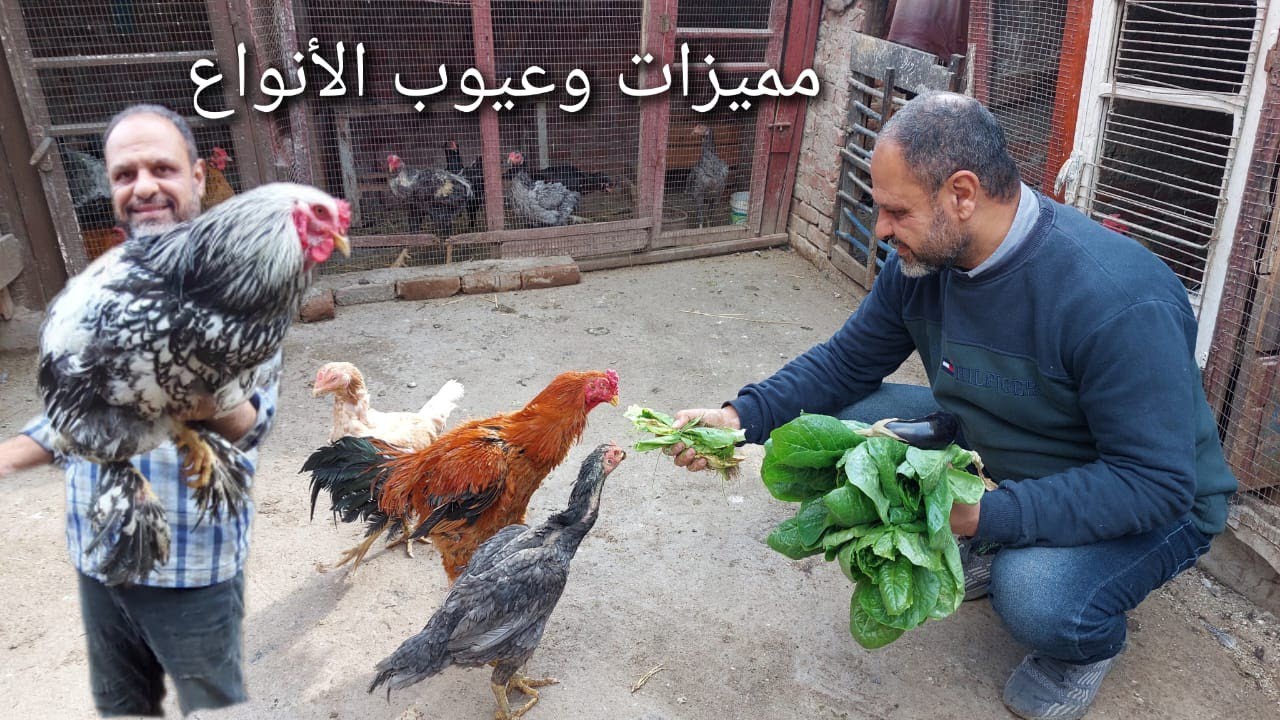 عيوب ومميزات دجاج البراهما والفيتنامى وهل نفضلهم فى التربيه ام لا ولماذا؟