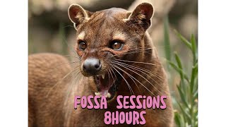 Fossa Their Mating Sessions Can Last A Staggering 8 Hours One Of Earths Most St-Driven Animals
