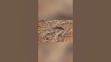 Это самая ядовитая змея на планете  - Тайпан Маккоя