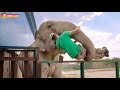 СЛОН УКРАЛ ЧЕЛОВЕКА? 😳😱😂 Дженни обожает Виктора! Тайган Elephant stole the keeper. Elephants Ride