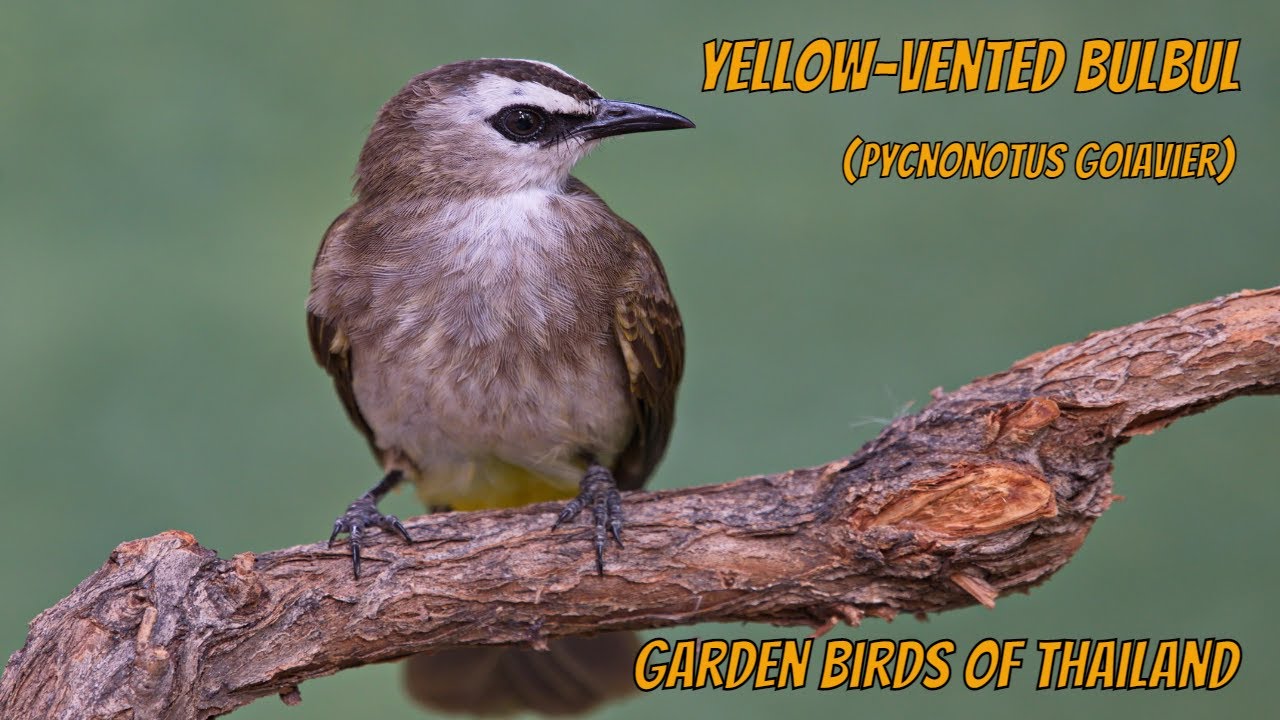 Yellow-vented Bulbul   (Pycnonotus goiavier)