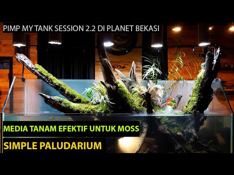 pimp-my-tank-session-2.2-simple-paludarium:-membuat-paludarium-sederhana,-mudah-dan-tanpa-mahal