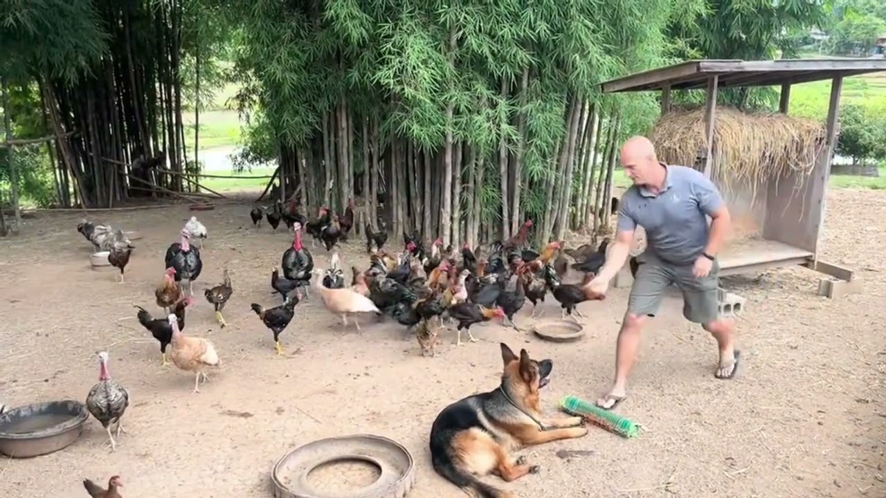 What Happens When Chickens Meet a Dog? | Zoeta Dogsoul