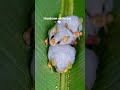 Honduran white bat 🦇🤍 #bats #ilovebats #bat #wildlife #adorable