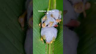 Honduran white bat 🦇🤍 #bats #ilovebats #bat #wildlife #adorable