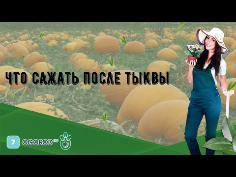 Что сажать после тыквы