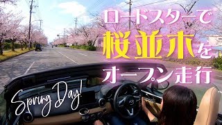 ロードスターで1.5kmの桜並木をオープンドライブ!