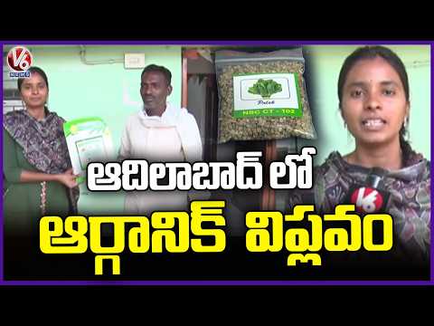 Adilabad Tribals Focus On Organic Farming | V6 News - V6NEWSTELUGU