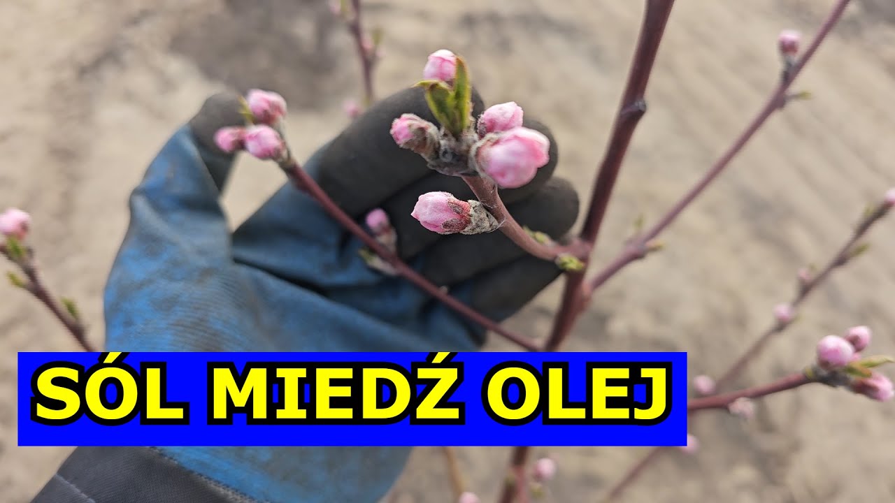 Teraz Olej, Miedź i Sól na Drzewa Owocowe. Opryski Wiosenne Brzoskwini, Porzeczki, Borówki, Jabłoni.