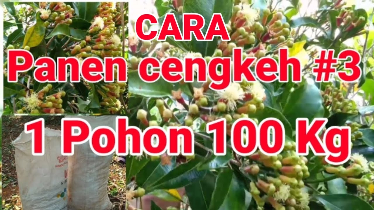 PANEN CENGKEH 2020 1 POHON HAMPIR 100 KG YouTube panen-cengkeh-2020-1-pohon-hampir-100-kg-youtube