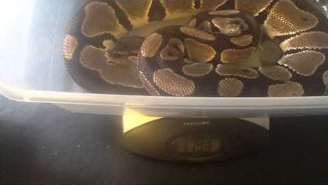 Weighing My Ball Pythons