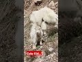 Mountain Goats...#mountaingoat #wildlife #wyoming #nature #natgeo #animals