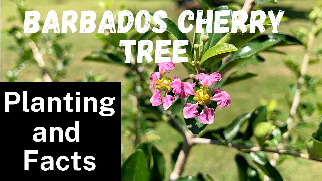 Barbados Cherry Tree Planting and Facts YouTube