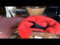 クッションに飛び込む猫
