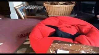 クッションに飛び込む猫