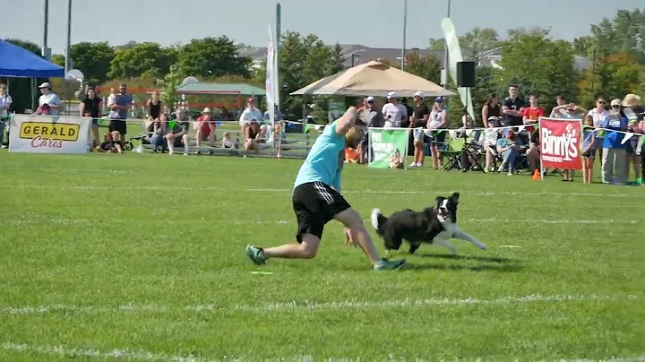 AJ & Triple Play ~Ashley Whippet Invitational World Finals Open Freestyle