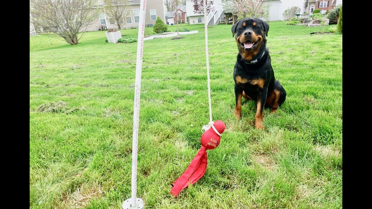 DIY Tetherball dog toy for Rottweiler
