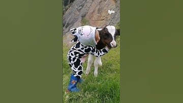 🐮 Little girl sings to calf #shorts