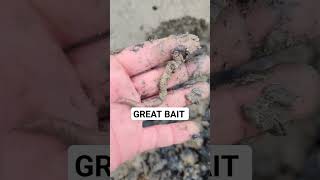 Great ⚠️ Food & GREAT FISHING BAIT 🎣 #shorts #nature screenshot 1