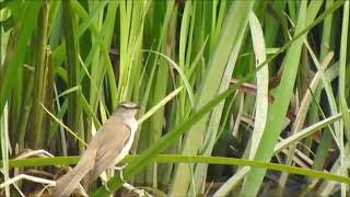 Lacar Mare, Acrocephalus Arundinaceus, Great Reed Warbler