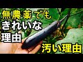 無農薬でもきれいに出来る野菜と形の悪い野菜の実例紹介解説【自然農】2022年8月12日～18日