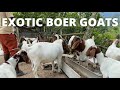 BOER GOATS FEATURES IN RURAL ST.ANDREW JAMAICA || EXOTIC BOER GOATS || GOAT FARMING || SHOW GOATS