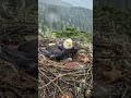 Mother Bald Eagle Protects Her Baby as the Storm Begins