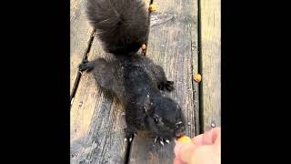 Vampirella stomp-walks and other squirrels in slow motion Resimi