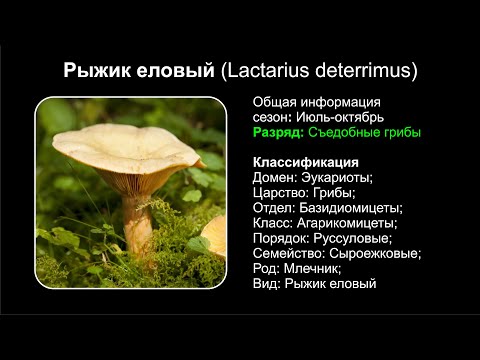 YouTube видео