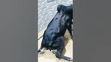 Bull Out Off Control Eid Shorts Bull 