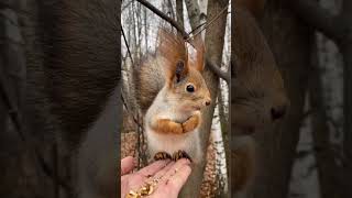 Cute Squirrel Having Lunch ❤🐿