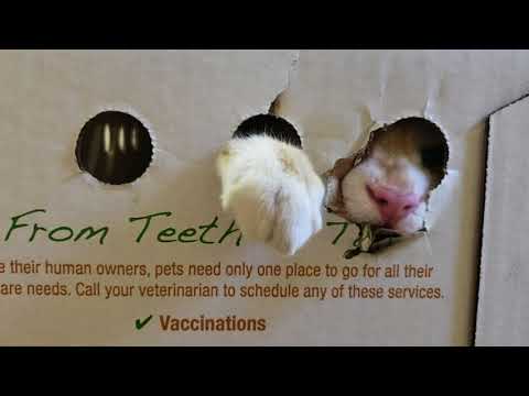 Tesh cat inside of cardboard box trying to squeeze through hole owner says no blocks hole with hand