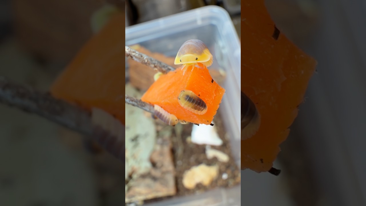 《檸檬藍鼠婦吃播》 Isopod feeding ASMR, Cubaris sp. ‘lemon blue’ #isopod #鼠婦 #餵食秀 #asmr 縮圖