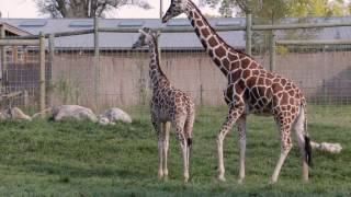 Giraffe Birth at Blank Park Zoo