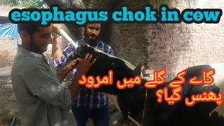 esophagus chok in cow | obstruction of esophagus | esophageal chok in calf | dr.mubarak ali fakhr