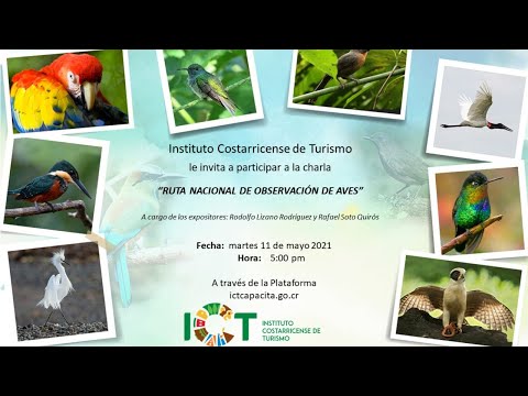 Vídeo: Observación De Aves En La Península De Osa, Costa Rica - Matador Network