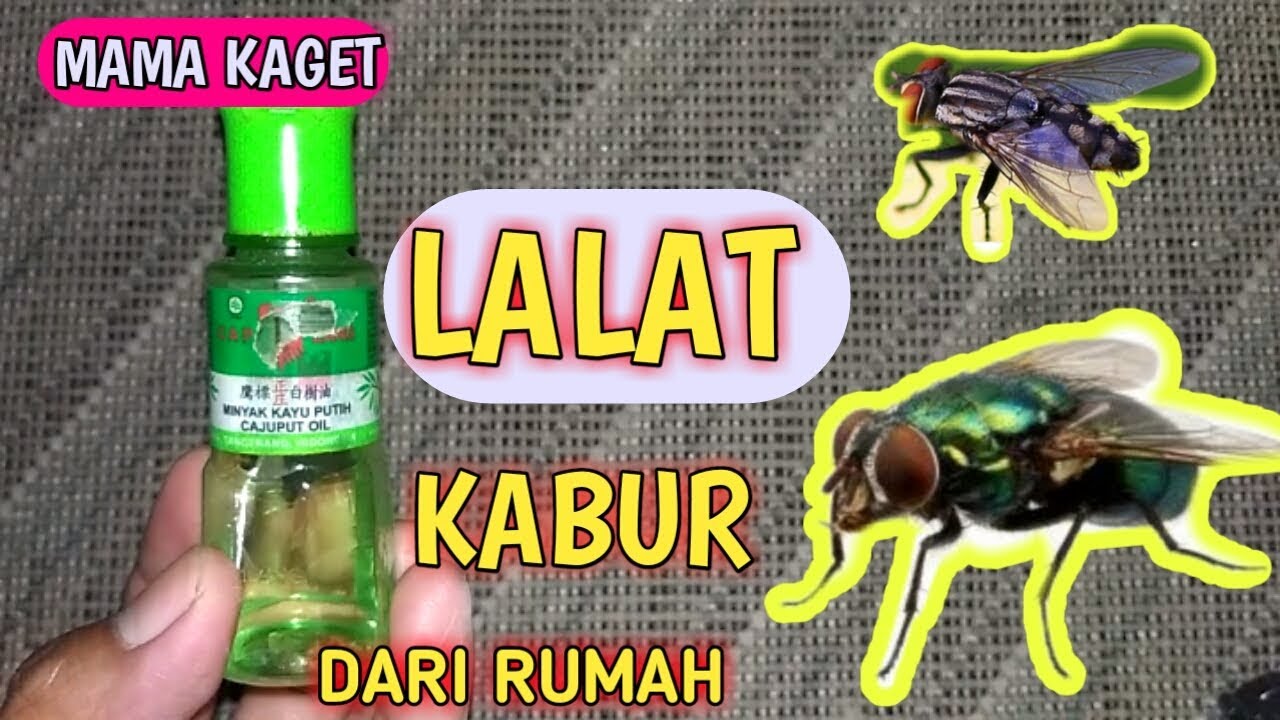 Cara Usir Lalat Paling Ampuh Dengan Cara Alami, Cara  