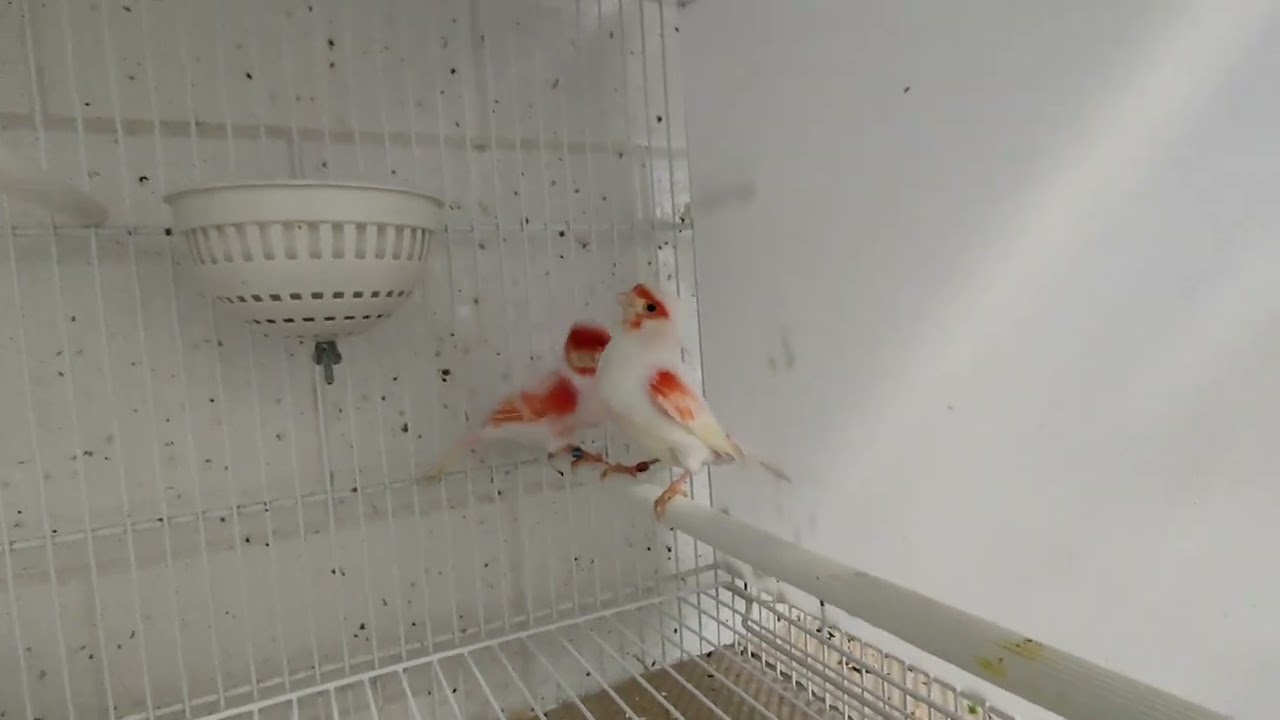 Canarini: Come fare per i gusci molli!!!